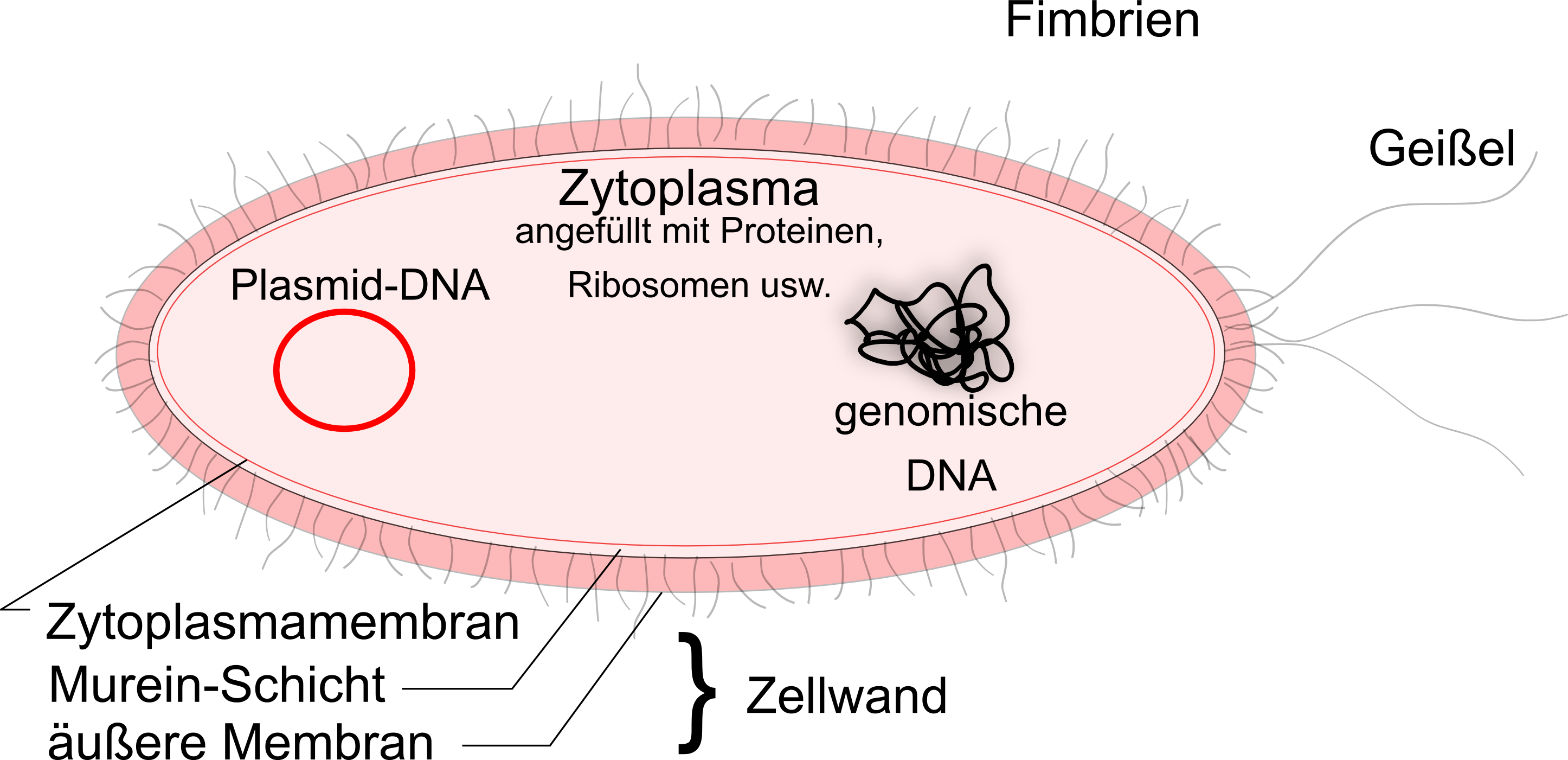 Biologie ильинское. Forms of plasmid DNA. Zelle rubaskasi. Vorhandensein