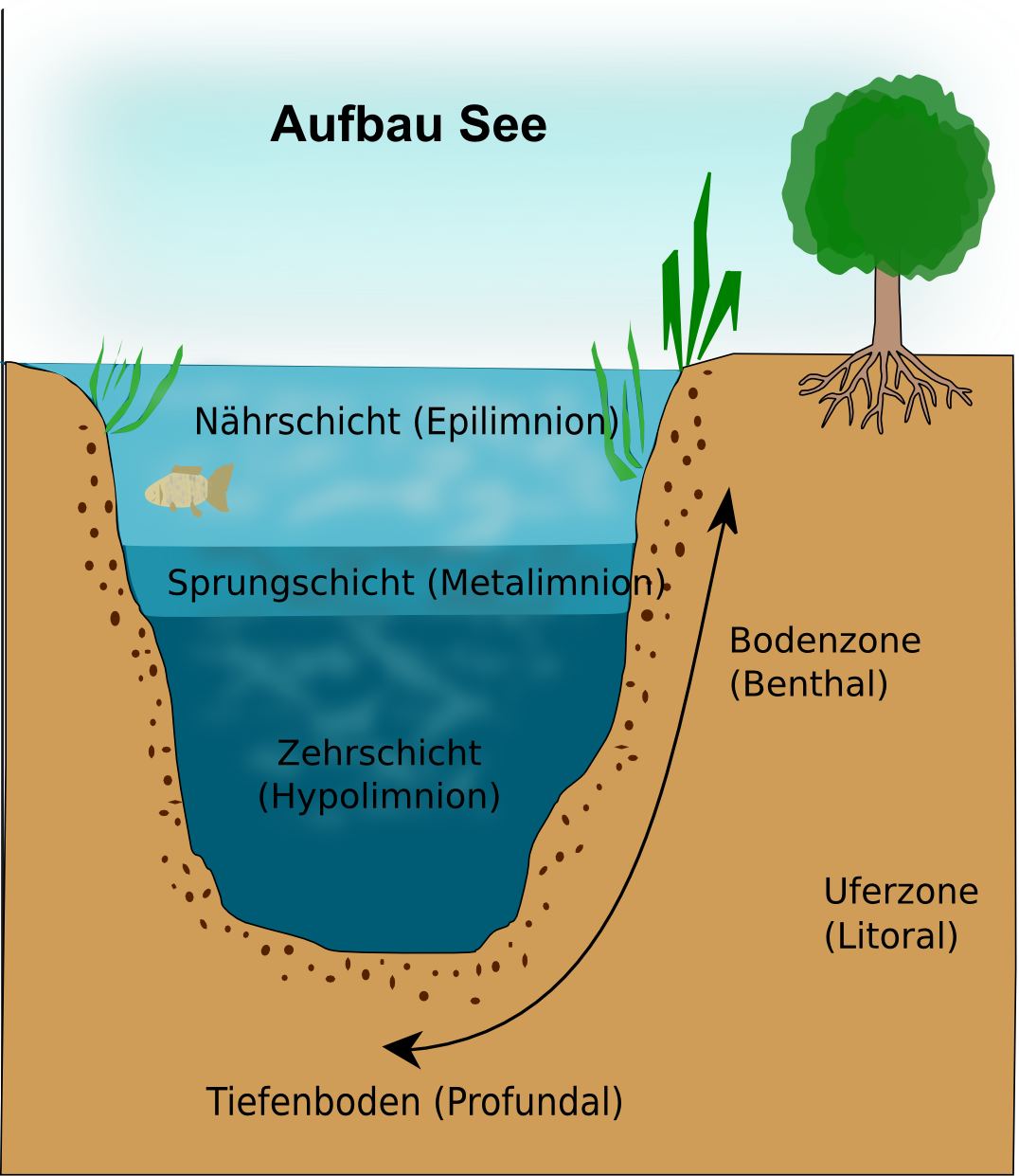 aquatisches Ökosystem See AbiturVorbereitung