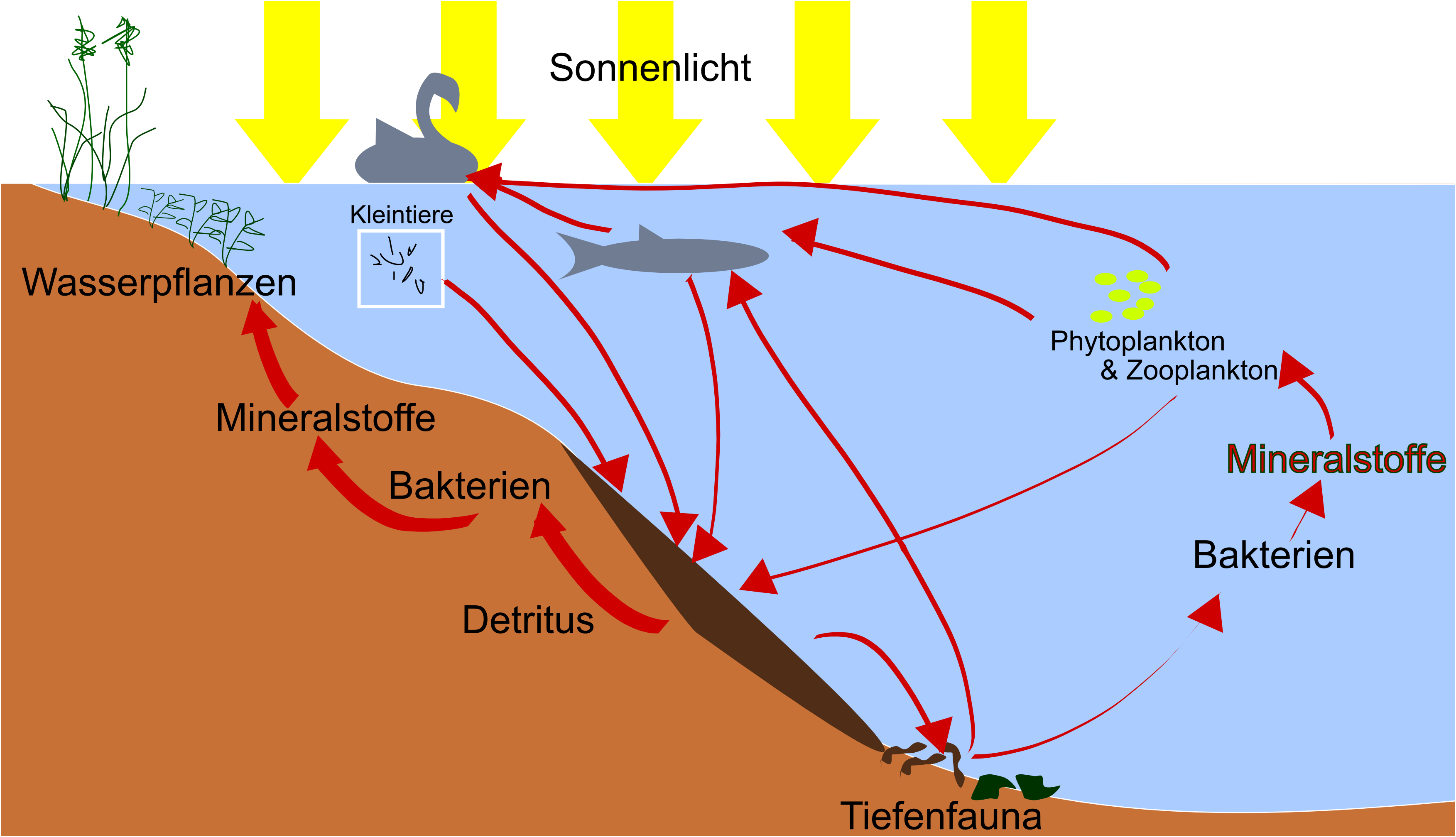aquatisches Ökosystem See AbiturVorbereitung