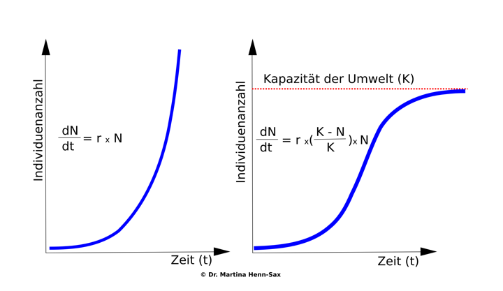 exponentielles und reales Wachstum Links: Exponentielles Wachstum. Rechts: reales Wachstum: Bakterielles Wachstum geht, nach einer langsamen Lag-Phase in ein exponentielles Wachstum über. Danach folgt die stationäre Phase. In der folgenden Abbildung sind die Phasen nochmals genauer definiert.