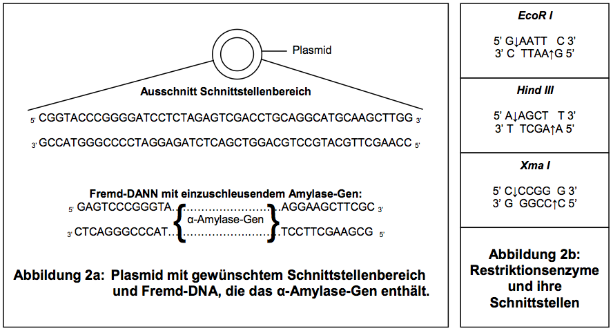 Abbildungen 2a und 2b. Plasmid und Amylase-Gen, sowie Schnittstellen der Restriktionsenzyme. Abbildungen 2a und 2b. Plasmid und Amylase-Gen, sowie Schnittstellen der Restriktionsenzyme.