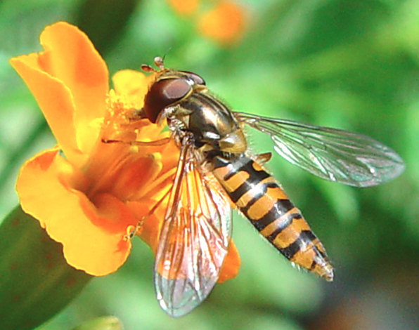 Abb. 5b: gemeine Schwebfliege Abb. 5b: gemeine Schwebfliege