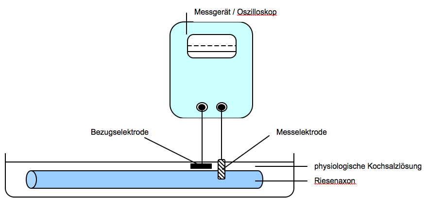 Abbildung 2: Versuchsanordnung zur Messung von Membranspannungen Abbildung 2: Versuchsanordnung zur Messung von Membranspannungen
