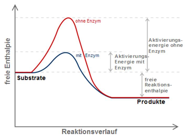 Reduktion der Aktivierungsenergie durch einen Katalysator Reduktion der Aktivierungsenergie durch einen Katalysator