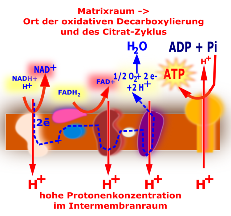 Die Atmungskette und die ATP-Synthase sind in der inneren Mitochondrienmembran lokalisiert. Die Atmungskette besteht aus 4 Komplexen, wobei der Komplex II nicht zum Protonentransport befähigt ist.
