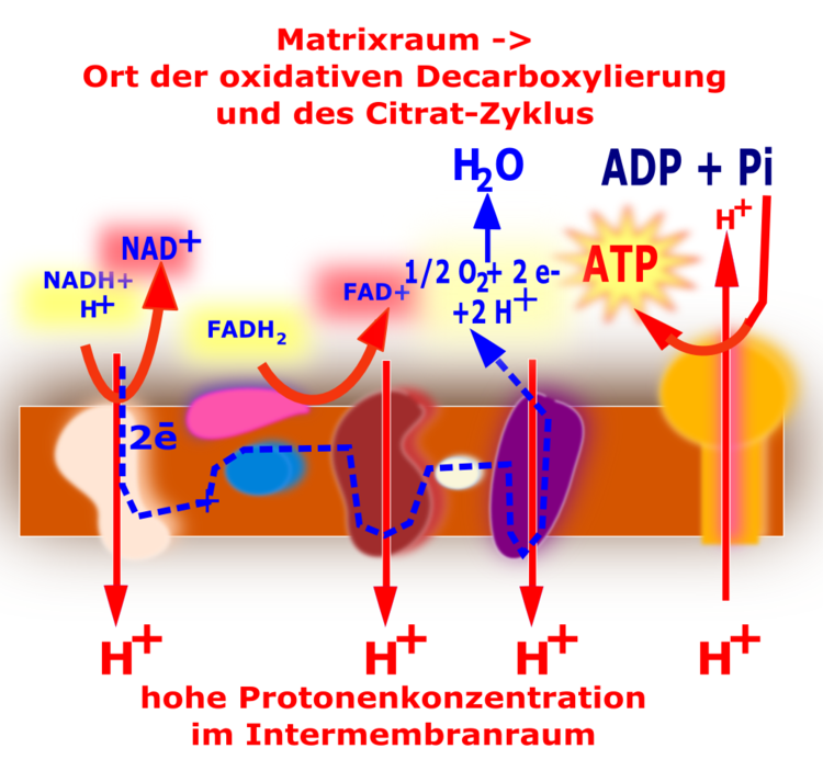 Die Atmungskette und die ATP-Synthase sind in der inneren Mitochondrienmembran lokalisiert. Die Atmungskette besteht aus 4 Komplexen, wobei der Komplex II nicht zum Protonentransport befähigt ist. Die Atmungskette und die ATP-Synthase sind in der inneren Mitochondrienmembran lokalisiert. Die Atmungskette besteht aus 4 Komplexen, wobei der Komplex II nicht zum Protonentransport befähigt ist.