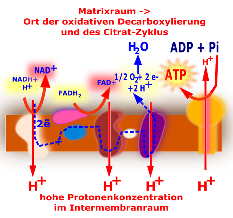 Die Atmungskette und die ATP-Synthase sind in der inneren Mitochondrienmembran lokalisiert. Die Atmungskette besteht aus 4 Komplexen, wobei der Komplex II nicht zum Protonentransport befÃƒÂ¤higt ist.