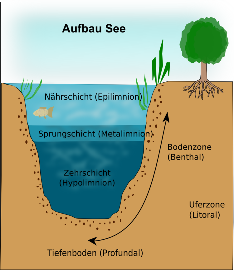 Zonen des Sees - aquatisches Ökosystem Zonen des Sees - aquatisches Ökosystem: Das aquatische Ökosystem See zeigt eine deutliche Gliederung. Je nach Tiefe bzw. Licht- und Produktionsverhältnissen findet sich die Nährschicht oder die Zehrschicht. (Details Text)