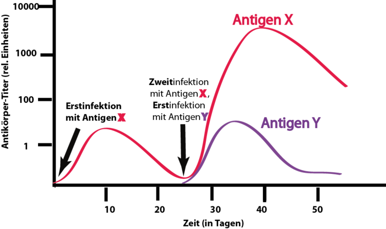 Immunreaktion auf die Erst- und Zweitinfektion mit Antigen X (rot) und die Erstinfektion mit Antigen Y (violett). Die zweite Immunantwort auf einen gleichen Erreger oder ein identisches Antigen erfolgt wesentlich schneller.