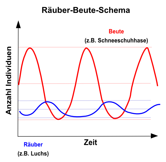 RÃƒÂ¤uber-Beute-Schema. Die Anzahl Beutetiere kontrolliert die Individuenanzahl der RÃƒÂ¤uber. Die drei Regeln von Lotka und Volterra sind in der Graphik deutlich sichtbar. Versuchen Sie zuerst die Graphik mit eigenen Worten zu beschreiben, bevor Sie weiterlesen.