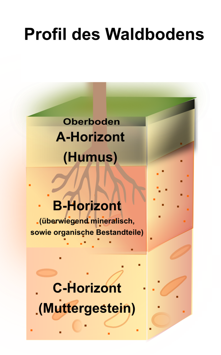 Schichtung des Waldbodens in A-, B- und C-Horizont.