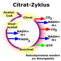 Citrat spielt in der Biologie eine entscheidende Rolle!