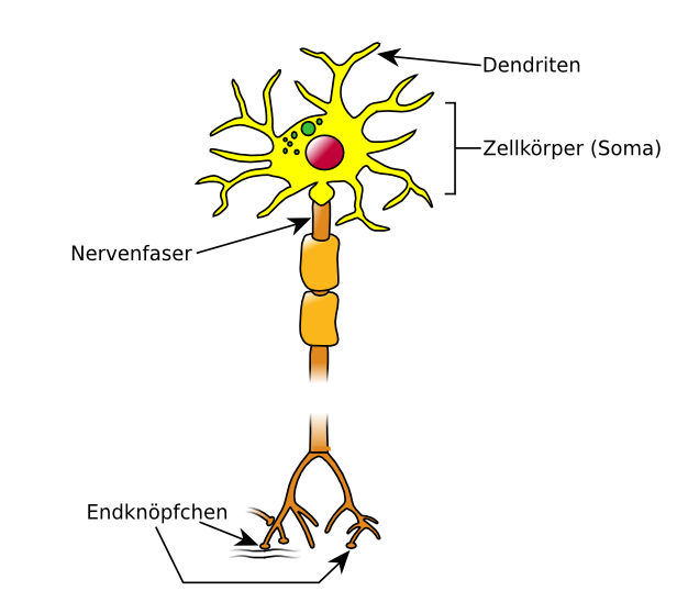 Aufbau eines Neurons, Aufbau einer Nervenzelle