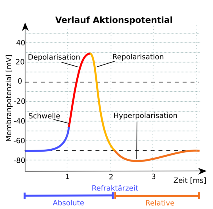 IonenstrÃƒÂ¶me beim Aktionspotential: Die Phasen gehen flieÃƒÂŸend ineinander ÃƒÂ¼ber. WÃƒÂ¤hrend des Ruhepotentials sind alle spannungsabhÃƒÂ¤ngigen IonenkanÃƒÂ¤le geschlossen. Ein Reiz fÃƒÂ¼hrt zur ÃƒÂ–ffnung spannungsabhÃƒÂ¤ngiger NatriumkanÃƒÂ¤le und zur Depolarisation der Membran. ÃƒÂœberschreitet diese Depolarisation den Schwellenwert so  fÃƒÂ¼hrt dies zur ÃƒÂ–ffnung weiterer Na+-KanÃƒÂ¤le, das Aktionspotential steigt rasch an. Die spannungsabhÃƒÂ¤ngigen Na+-KanÃƒÂ¤le schliessen, K+-KanÃƒÂ¤le ÃƒÂ¶ffnen und fÃƒÂ¼hren das Membranpotential wieder zum Ruhepotential zurÃƒÂ¼ck.