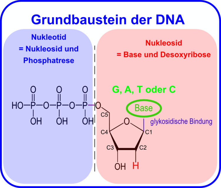 Nukleotidtriphosphat – Baustein der DNA: aus Phosphorsäure, Zucker und eine der vier möglichen organischen Basen gebildet. Das zentrale Zuckermolekül gibt die Nummerierung vor! Nukleotidtriphosphat ? Baustein der DNA: aus Phosphorsäure, Zucker und eine der vier möglichen organischen Basen gebildet. Das zentrale Zuckermolekül gibt die Nummerierung vor!