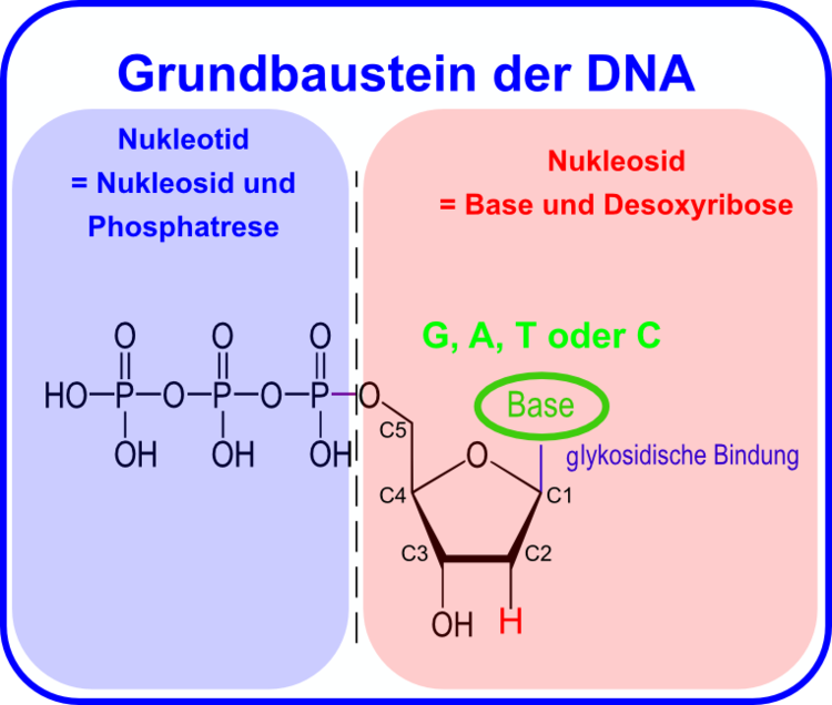 Nukleosid (rot) und Nukleotid (blau).
