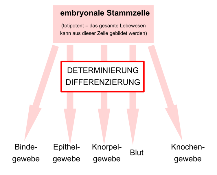 Aus embryonalen Stammzellen kÃ¶nnen sich die unterschiedlichsten Zelltypen entwicklen.