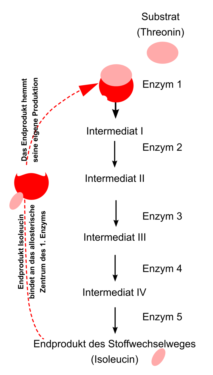 Isoleucin-Biosyntheseweg - Die erste Enzymreaktion wird vom Endprodukt gehemmt. Isoleucin-Biosyntheseweg - Die erste Enzymreaktion wird vom Endprodukt gehemmt.