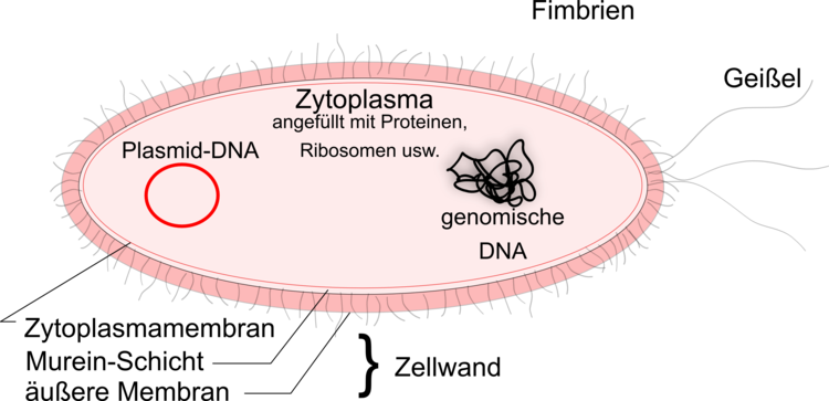 Eschericia coli oder E. coli. Das Bakterium fÃƒÂ¼r molekularbiologische Experiment.