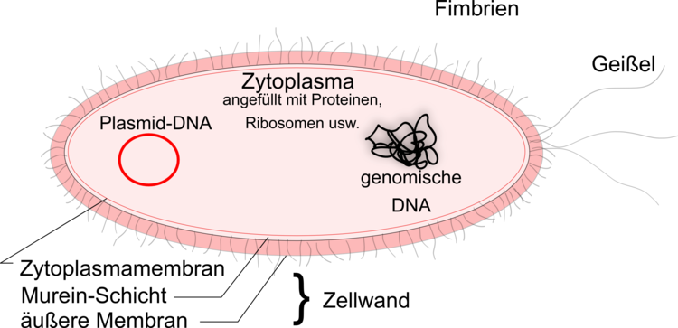E. coi als Beispiel fÃƒÂ¼r eine prokaryotische Zelle.