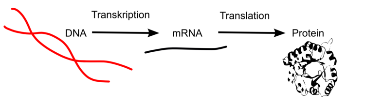 Proteinbiosynthese: ausgehend von der DNA (Erbgut, Informationsspeicher) wird die für die Proteinherstellung benötigte Geninformation transkripiert. Die Kopie (mRNA) fungiert als Bote und bringt die benötigte Erbinformation zu den Ribosomen, welche die mRNA-Information in Proteininformation übersetzen (Translation).
