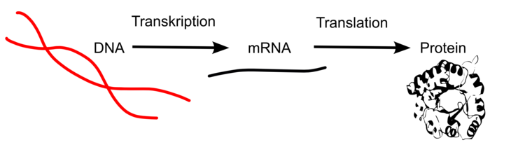 Als Proteinbiosynthese oder Genexpression. Proteinexpression bezeichnet man die Herstellung eines Proteins, eines Poly- oder Oligopeptids in einem lebenden Organismus. Proteinbiosynthese: ausgehend von der DNA (Erbgut, Informationsspeicher) wird die für die Proteinherstellung benötigte Geninformation transkripiert. Die Kopie (mRNA) fungiert als Bote und bringt die benötigte Erbinformation zu den Ribosomen, welche die mRNA-Information in Proteininformation übersetzen (Translation).