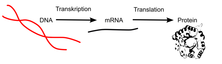 Proteinbiosynthese: ausgehend von der DNA (Erbgut, Informationsspeicher) wird die fÃƒÂ¼r die Proteinherstellung benÃƒÂ¶tigte Geninformation transkripiert. Die Kopie (mRNA) fungiert als Bote und bringt die benÃƒÂ¶tigte Erbinformation zu den Ribosomen, welche die mRNA-Information in Proteininformation ÃƒÂ¼bersetzen (Translation).