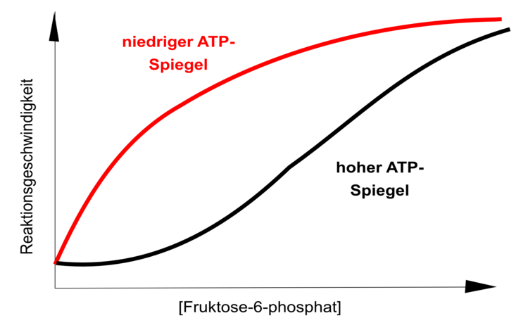 Die enzymatische Aktivität der PFK lässt sich deutlich beeinflussen. So kann die PFK durch ATP gehemmt, durch Fruktose-2,6-bisphosphat aktiviert werden. Beide Liganden binden ausserhalb des aktiven Zentrums! Die maximale Enzymgeschwindigkeit wird beeinflusst. Vergleichen Sie diese Graphik bitte mit der nicht kompetitiven Hemmung eines Enzyms!