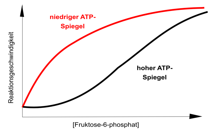 Die enzymatische AktivitÃƒÂ¤t der PFK lÃƒÂ¤sst sich deutlich beeinflussen. So kann die PFK durch ATP gehemmt, durch Fruktose-2,6-bisphosphat aktiviert werden. Beide Liganden binden ausserhalb des aktiven Zentrums! Die maximale Enzymgeschwindigkeit wird beeinflusst. Vergleichen Sie diese Graphik bitte mit der nicht kompetitiven Hemmung eines Enzyms!