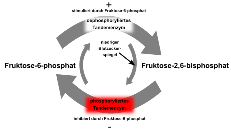 PFK: Aus Fruktose-6-Phosphat kann mithilfe des Enzyms PFK2 Fruktose-2,6-bisphosphat gebildet werden. Fruktose-2,6-bisphosphat ist ein allosterischer Aktivator der PFK!