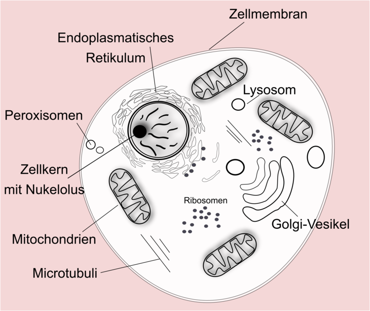 Eukaryotische Zelle
