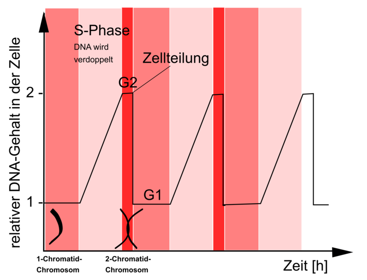 Abbildung 20 zeigt anhand eines Graphen die Veränderung des DNA-Gehalts einer Zelle im Verlauf des Zellzyklus. Hier wird deutlich, dass das genetische Material erst verdoppelt werden muss, bevor sich die Zelle teilen kann. Beim menschlichen Genom passiert dies dadurch, dass das Chromosom nach der Verdopplung zum 2CC wird!