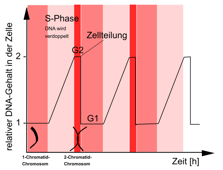 Abbildung 20 zeigt anhand eines Graphen die VerÃƒÂ¤nderung des DNA-Gehalts einer Zelle im Verlauf des Zellzyklus. Hier wird deutlich, dass das genetische Material erst verdoppelt werden muss, bevor sich die Zelle teilen kann. Beim menschlichen Genom passiert dies dadurch, dass das Chromosom nach der Verdopplung zum 2CC wird!