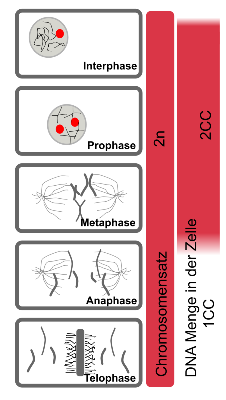 In der Abbildung ist der Ablauf der Mitoseschritte gezeigt. Am Ende der Zellteilung werden zwei Tochterzellen erhalten. Körperzellen teilen sich nach diesem Mechanismus. In der Abbildung ist der Ablauf der Mitoseschritte gezeigt. Am Ende der Zellteilung werden zwei Tochterzellen erhalten. Körperzellen teilen sich nach diesem Mechanismus.