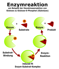 Die Abbildung deutet den induced fit zwischen Enzym und Substrat(en) an. Enzym und Substrat bewegen sich aufeinander zu, sodass es zu einer optimalen Einpassung des Substrats in das Enzym kommt