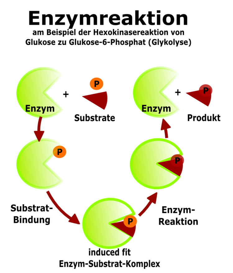 Die Abbildung deutet den induced fit zwischen Enzym und Substrat(en) an. Enzym und Substrat bewegen sich aufeinander zu, sodass es zu einer optimalen Einpassung des Substrats in das Enzym kommt Die Abbildung deutet den induced fit zwischen Enzym und Substrat(en) an. Enzym und Substrat bewegen sich aufeinander zu, sodass es zu einer optimalen Einpassung des Substrats in das Enzym kommt