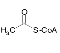 AcetylCoA: zentraler Punkt im Stoffwechsel! Die katabolen Stoffwechselschritte m�nden in Pyruvat oder AcetylCoA!