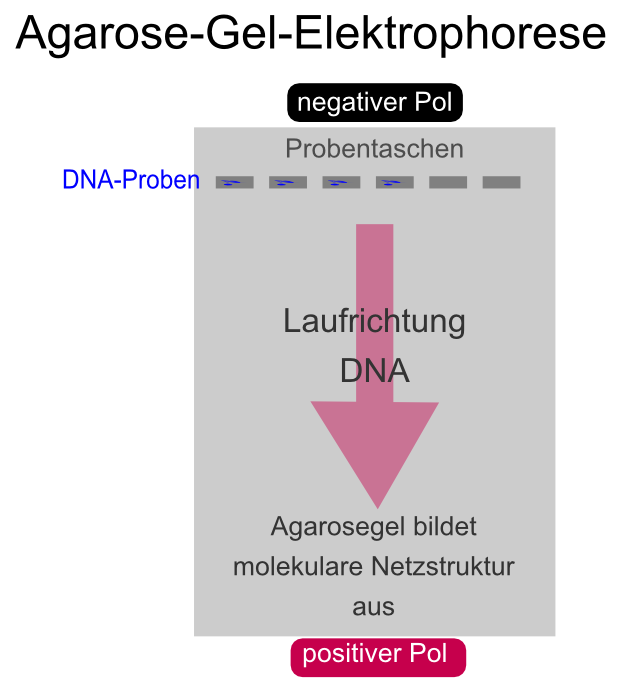 Agarose-Gelelektrophorese. Die Elektrophorese der DNA in der Agarosematrix ist eine Technik der Molekularbiologie mit der DNA ihrer Größe entsprechend aufgetrennt werden kann.