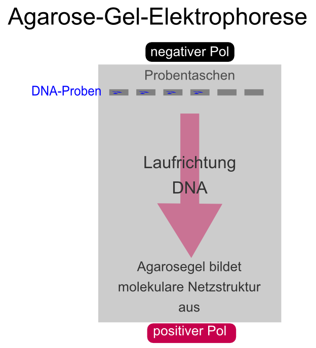 Agarose-Gelelektrophorese. Die Elektrophorese der DNA in der Agarosematrix ist eine Technik der Molekularbiologie mit der DNA ihrer GrÃ¶Ãe entsprechend aufgetrennt werden kann.