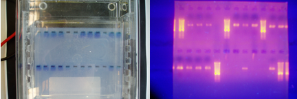 Agarosegel in Elektrophoresekammer und auf dem UV-Schirm. DNA-Proben leuchten orange im UV-Licht.