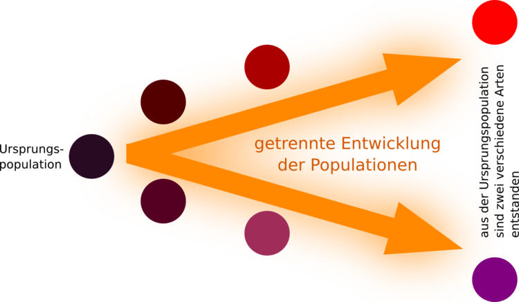 allopatrische Artbildung = Artbildung aufgrund geographischer Isolation. So können Populationen z.B. durch Klimawandel, Kontinentalplattenverschiebung, Gebirgsbildung usw. räumlich voneinander getrennt werden. Die Populationen entwickeln sich im Laufe der Zeit unterschiedlich weiter. Während dieser Entwicklungszeit kommt es nicht zur räumlichen Überlappung der Populationen.