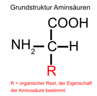 Grundstruktur der Aminos�ure - alpha Kohlenstoffatom in der Mitte, umgeben von Aminogruppe, S�uregruppe, Wasserstoffatom und Rest R