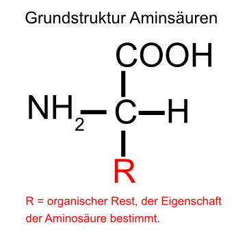 Grundstruktur der Aminsäure. Amino- und Säuregruppe als funtionelle Gruppen geben dem Biomolekül und Grundbaustein der Proteine seinen Namen. Grundstruktur der Aminsäure. Amino- und Säuregruppe als funtionelle Gruppen geben dem Biomolekül und Grundbaustein der Proteine seinen Namen.