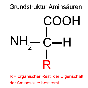 Grundstruktur der AminsÃƒÂ¤ure. Amino- und SÃƒÂ¤uregruppe als funtionelle Gruppen geben dem BiomolekÃƒÂ¼l und Grundbaustein der Proteine seinen Namen.