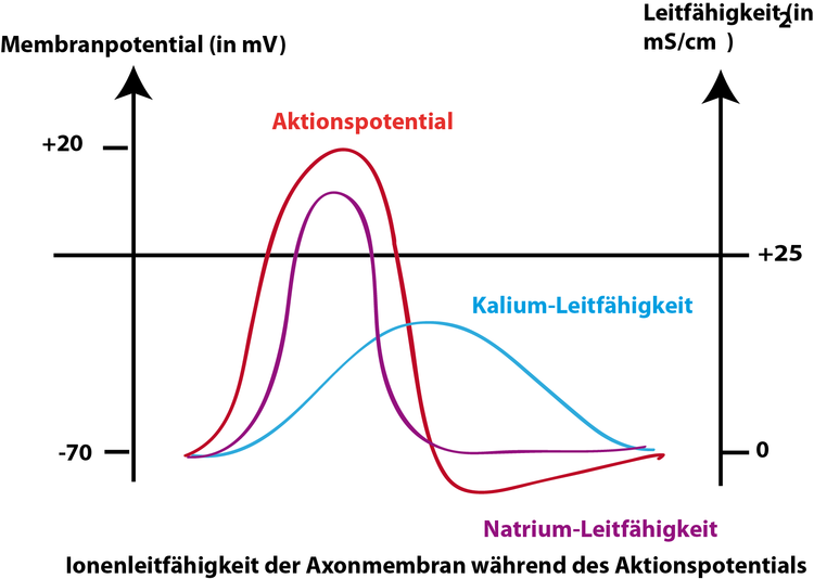 Membran-Leitfähigkeit während des Aktionspotentials Membran-Leitfähigkeit während des Aktionspotentials