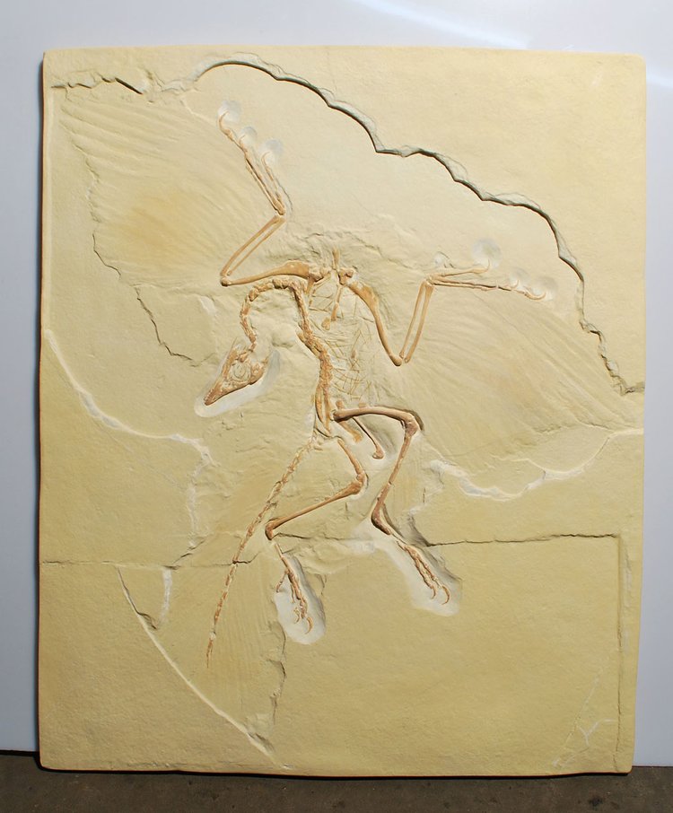 Archeopteryx - Brückentier! (Mit freundlichen Genehmigung von Krantz)