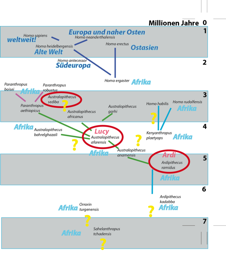 'Neuer' Stammbaum zum Thema Menschwerdung. Jeder neue Fossilienfund kann diesen Stammbaum verÃ¤ndern. Viele Positionen sind unsicher (?).  (Zeichnung angefertigt nach Vorlage von Dr. Peter Schmidt, UniversitÃ¤t ZÃ¼rich)