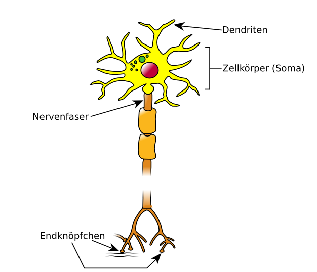 Nervenzelle: Aufbau