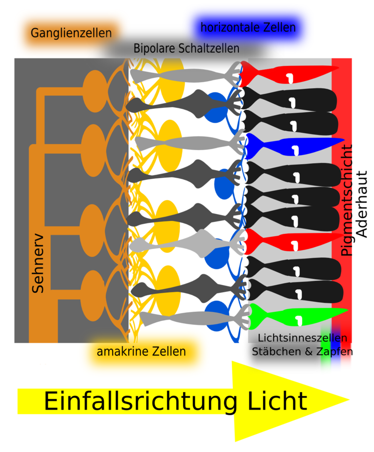 Schema Netzhautaufbau: Das Licht muss die Nervenzellschichten durchdringen, bevor es auf die Sehzellen trifft. Im Linsenauf findet sich ein sogenannter inverser, also "umgekehrter" Aufbau. Schema Netzhautaufbau: Das Licht muss die Nervenzellschichten durchdringen, bevor es auf die Sehzellen trifft. Im Linsenauf findet sich ein sogenannter inverser, also 'umgekehrter' Aufbau.