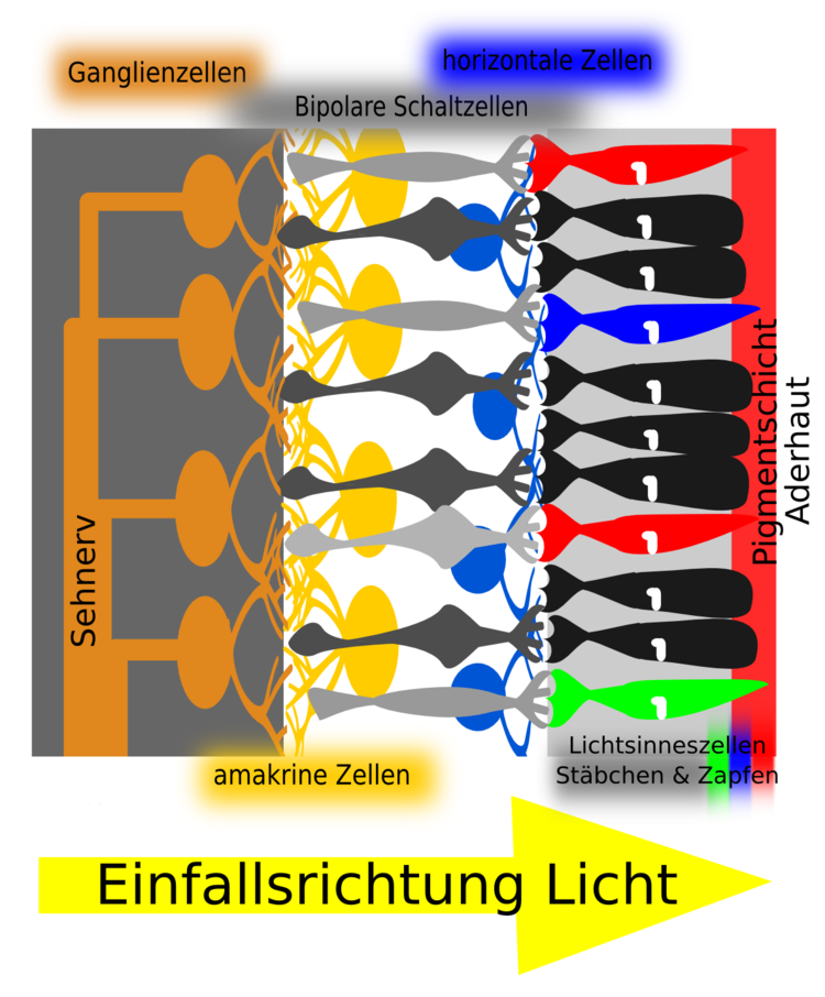 Schema Netzhautaufbau: Das Licht muss die Nervenzellschichten durchdringen, bevor es auf die Sehzellen trifft. Im Linsenauf findet sich ein sogenannter inverser, also 'umgekehrter' Aufbau.